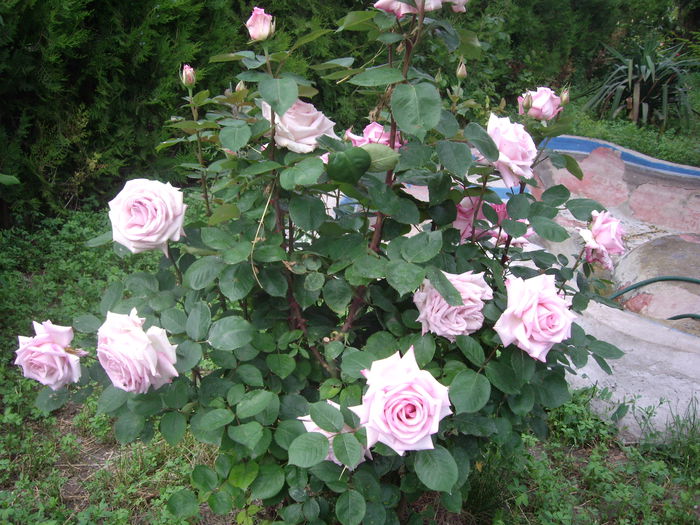 IMGP8356