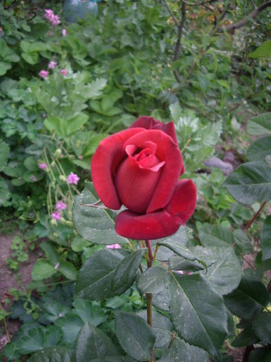 IMGP8359