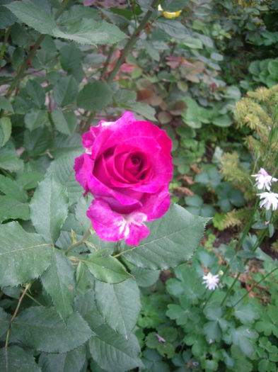 IMGP8361