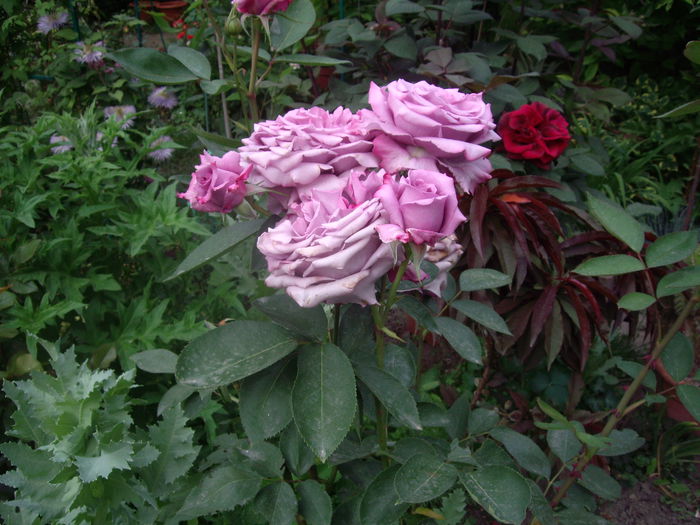 IMGP8363