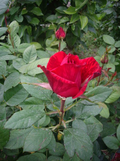 IMGP8364