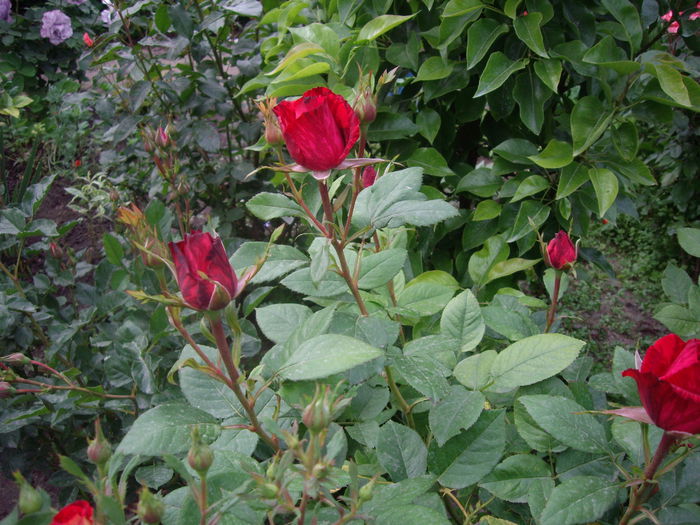 IMGP8365