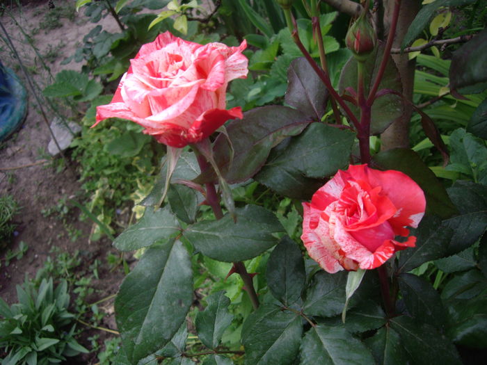 IMGP8367