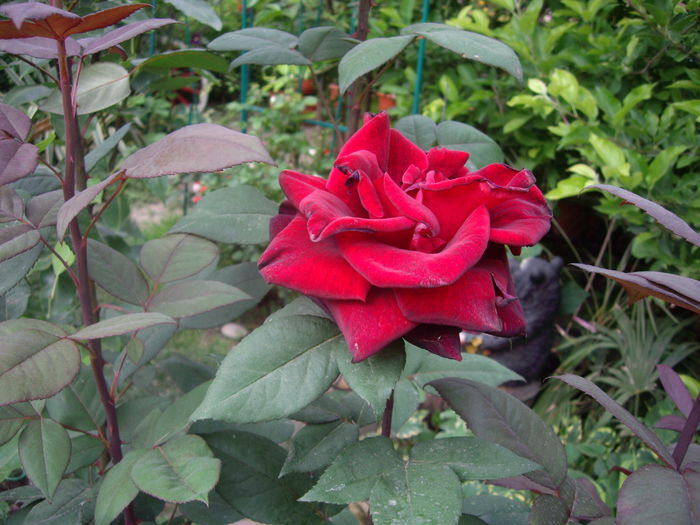 IMGP8368