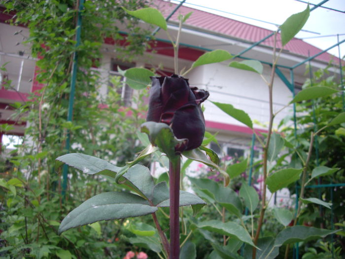 IMGP8369