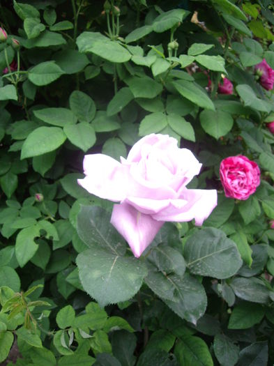 IMGP8370