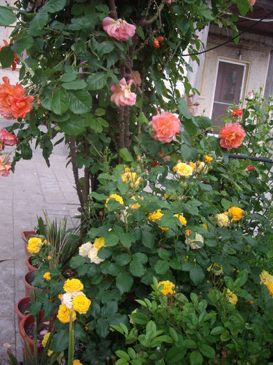 IMGP8378