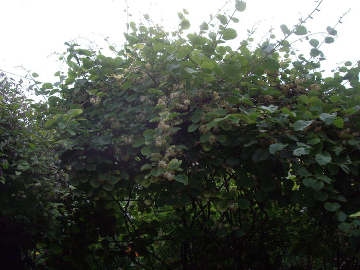 IMGP8379