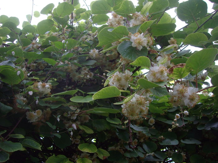 Flori de Kiwi