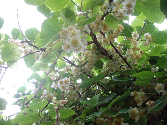 Flori de Kiwi