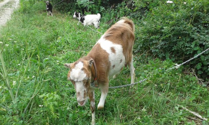 dragusanca cu prietenele la picnic