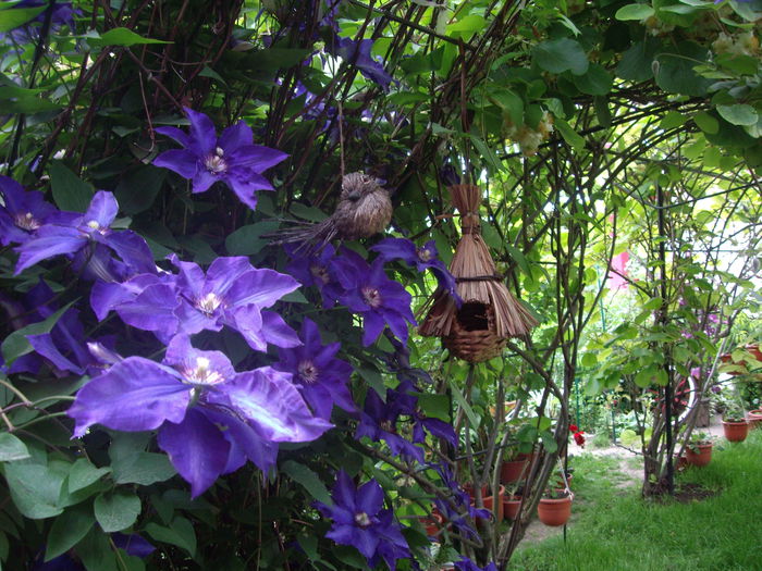 IMGP8294 - CLEMATITE - 2014-2017