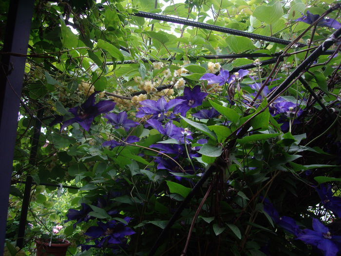 IMGP8296 - CLEMATITE - 2014-2017