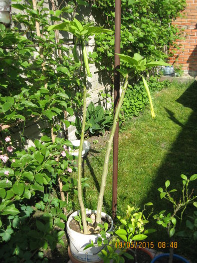 Prima aparitie in 2015... - 3 BRUGMANSIA