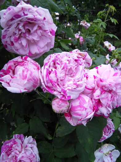 Variegata di Bologna