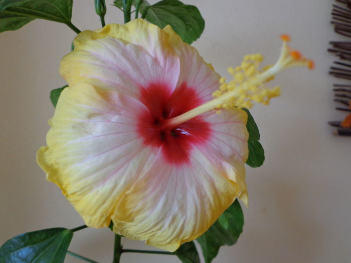 DSC07698 - HIBISCUS AMANDA DUBIN