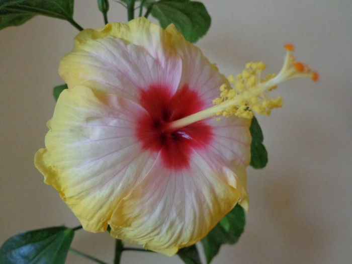 DSC07699 - HIBISCUS AMANDA DUBIN