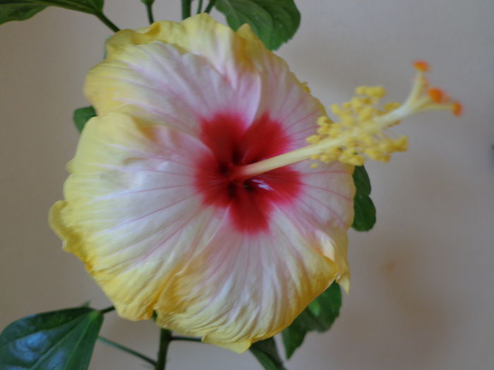 DSC07700 - HIBISCUS AMANDA DUBIN