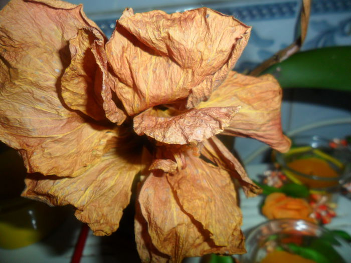 SAM_5408 - hibiscusi 2015-2