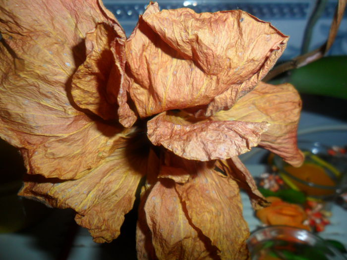 SAM_5409 - hibiscusi 2015-2