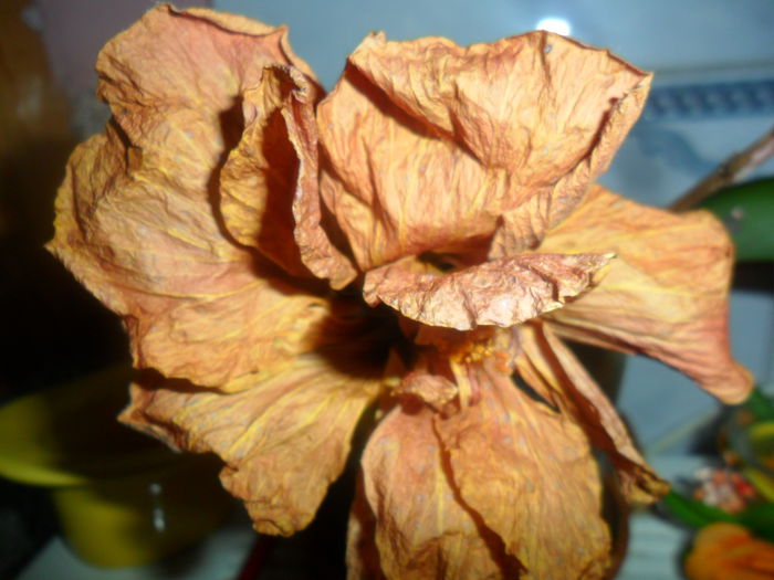 SAM_5412 - hibiscusi 2015-2