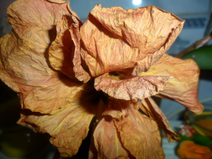 SAM_5413 - hibiscusi 2015-2