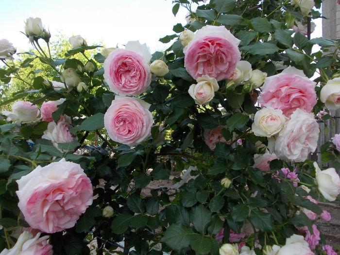 eden 2015 (1) - Eden Rose - Pierre De Ronsard