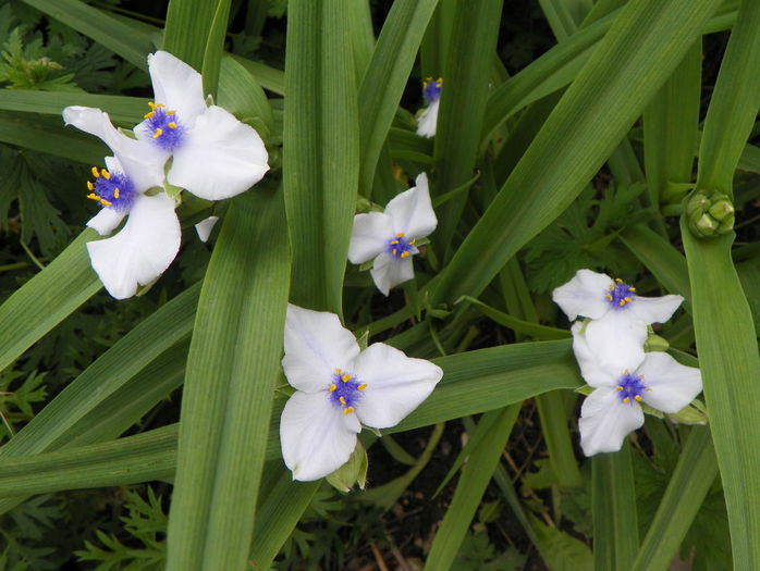 tradescantia Osprey