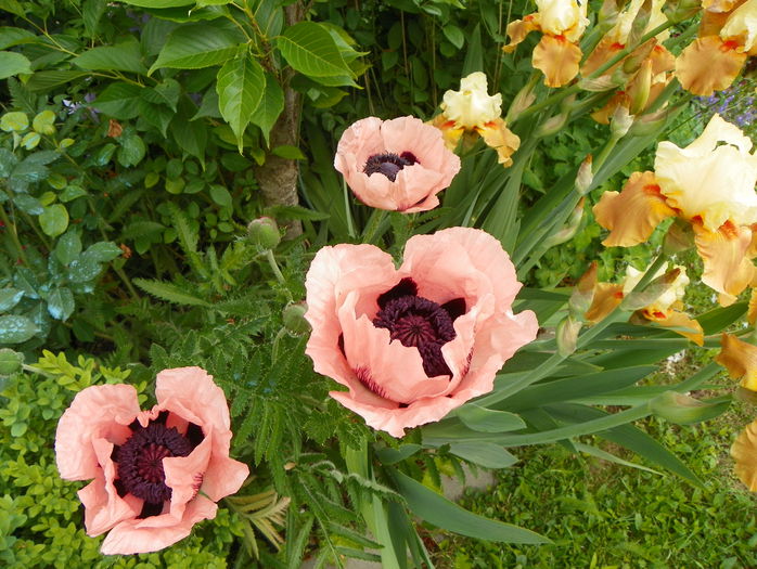 papaver or. Konigin Alexandra - Sfarsit de mai