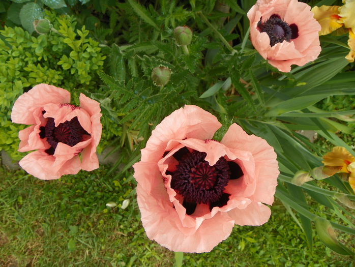 papaver or. Konigin Alexandra - Sfarsit de mai