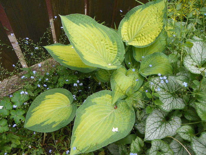 hosta Paul's Glory - Sfarsit de mai