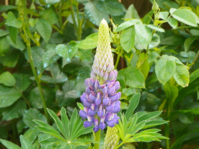 lupin - Sfarsit de mai