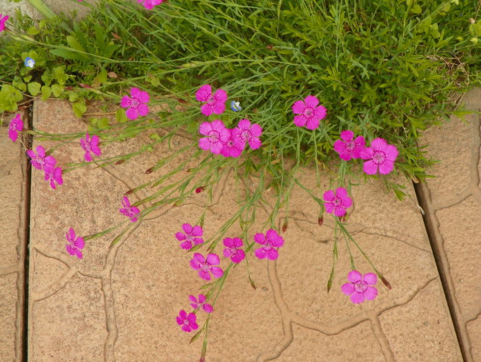 dianthus deltoides Rose - Sfarsit de mai