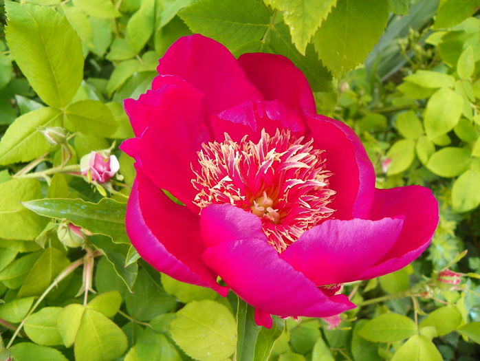 Ursyn Niemcewicz - Bujori 2015