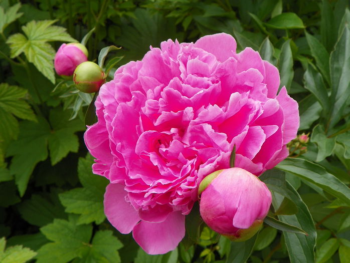 Dr. Alexander Fleming - Bujori 2015