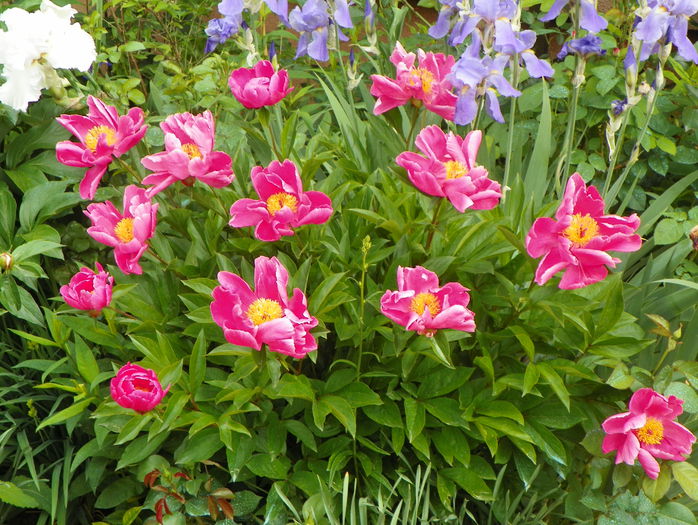 Dancing Butterfly - Bujori 2015