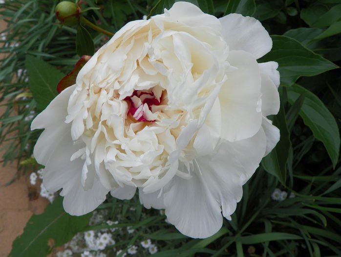 Festiva Maxima - Bujori 2015