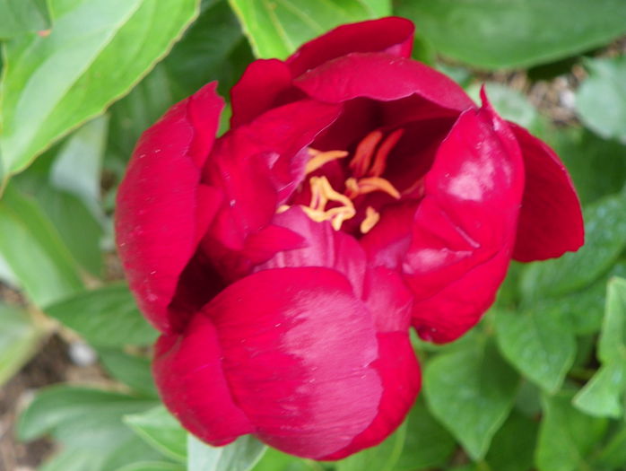 Buckeye Belle - Bujori 2015