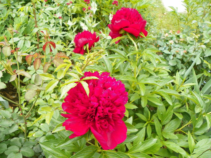 Red Charm - Bujori 2015