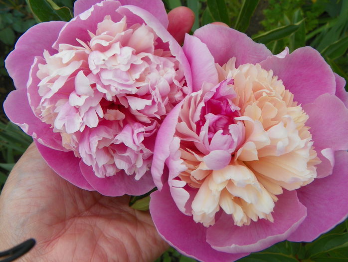 Sorbet? - Bujori 2015