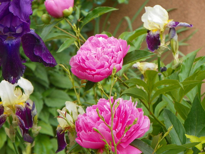 Dr. Alexander Fleming - Bujori 2015