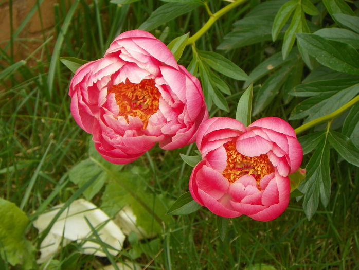 Coral charm - Bujori 2015