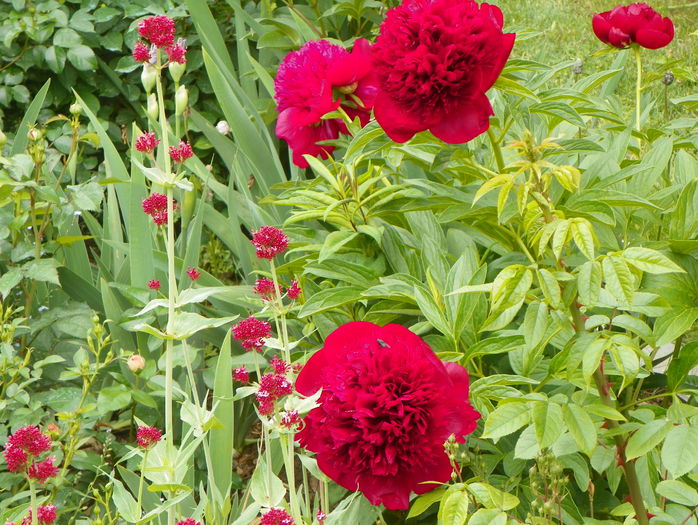 Red Charm - Bujori 2015