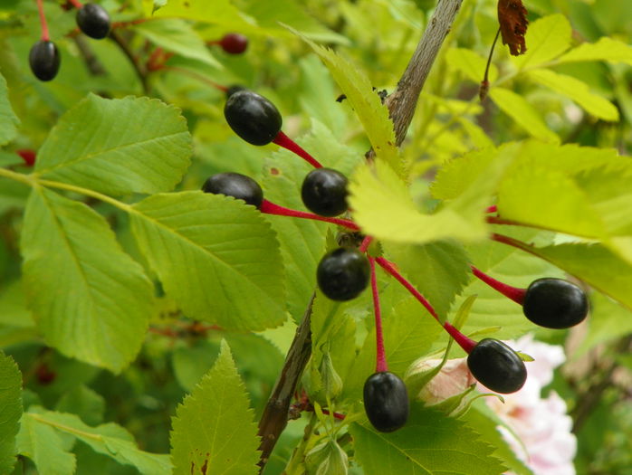 prunus kurilensis Ruby