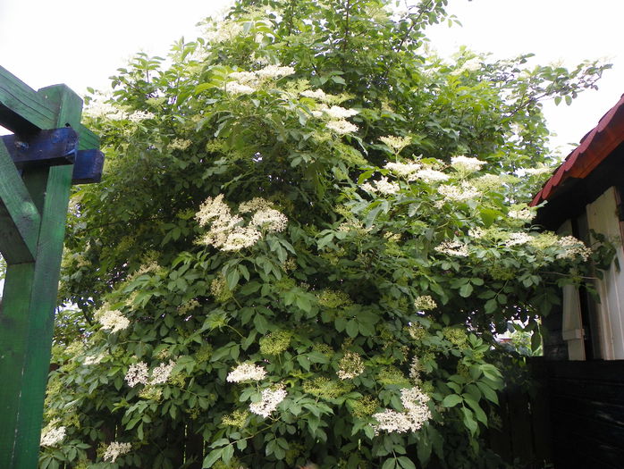 soc - Copacei si arbusti 2015