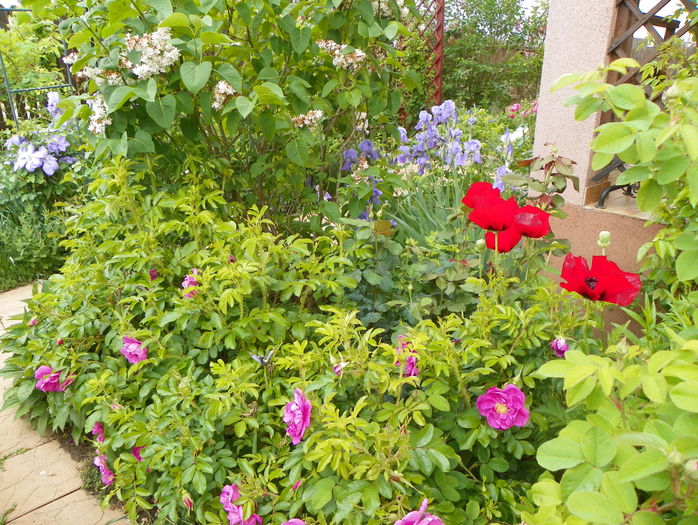27 mai 124