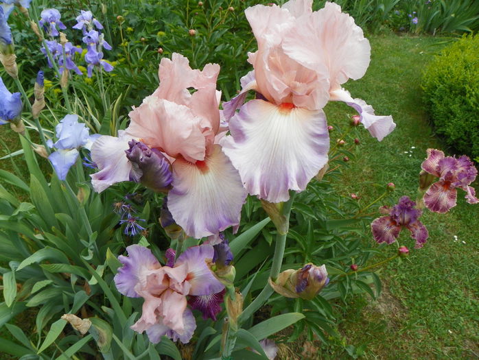 Heather Blush