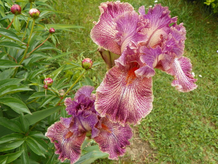 Queen in Calico