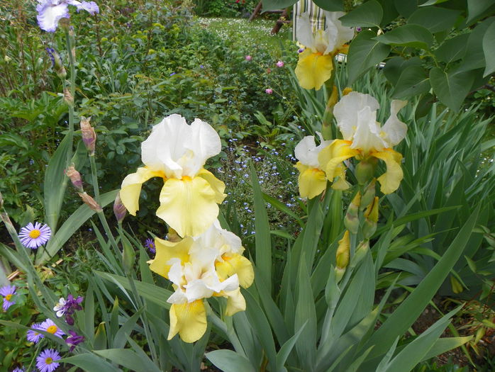 Glacier Gold