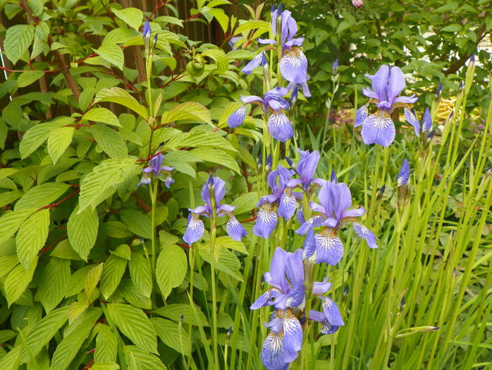 sibirica Blue King